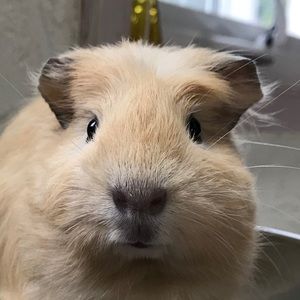 Meet your Posher, Daisuke